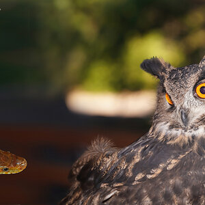 DSC04079 Owl & Snake 2048.jpg