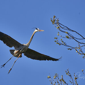 Great Heron coming in to land