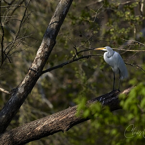 Egret surveying for food