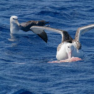 Wandering Albatross feeding (14).jpg