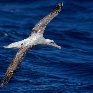 Wandering Albatross IF (22).jpg