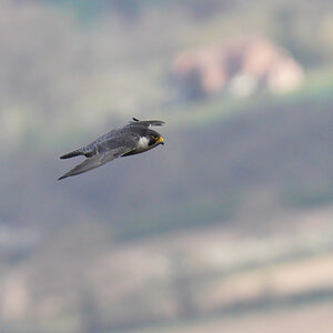 Peregrine Falcon