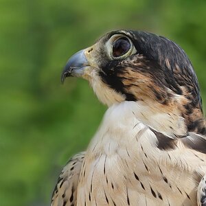 DSC04454-Falcon Head-B.jpg