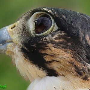 DSC04454-Falcon Head-C.jpg