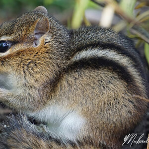 DSC02082 Chipmunk-Lunchtime sign.jpg