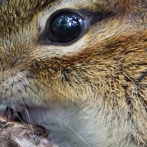 DSC02082 Chipmunk-Lunchtime-B sign.jpg