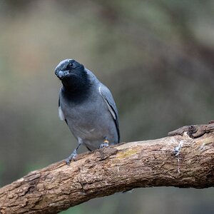 CuckooShrike.jpg