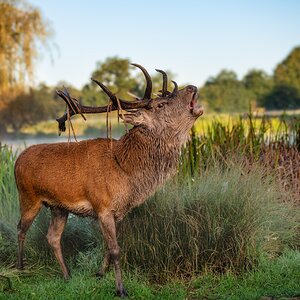 bushy beast (1 of 1)-2.jpg