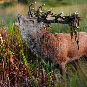 Bushy Park (3 of 3).jpg