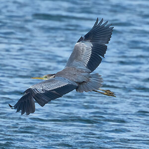 heron 2024 19.jpg