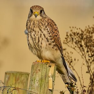 kestrel 2024 77.jpg