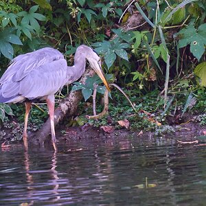 Great Blue Heron - BCSP TB - 10052024 - 03- DN.jpg