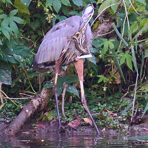 Great Blue Heron - BCSP TB - 10052024 - 06- DN.jpg