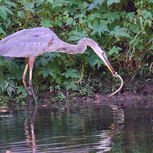 Great Blue Heron - BCSP TB - 10052024 - 09- DN.jpg