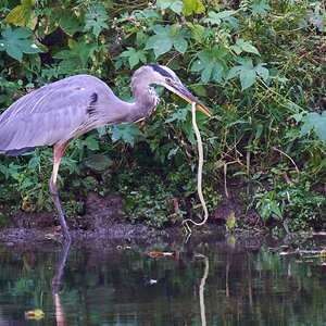 Great Blue Heron - BCSP TB - 10052024 - 10- DN.jpg