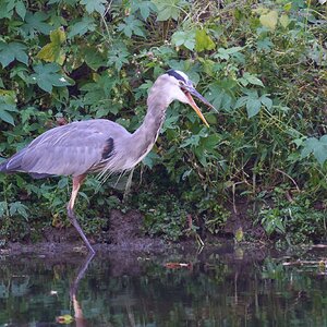 Great Blue Heron - BCSP TB - 10052024 - 11- DN.jpg