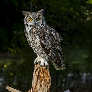 CCPD_03_great horned owl (1 of 1).jpg