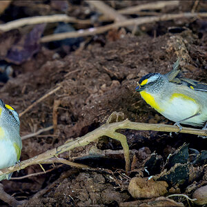 Striated pardalotes 7-r.jpg