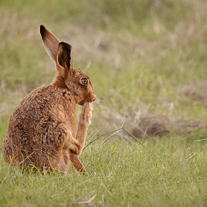 Elmley (1 of 3).jpg