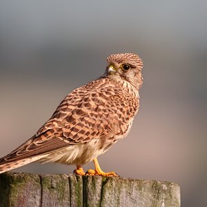 Elmley (1 of 5).jpg