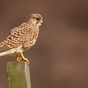 Elmley (2 of 5).jpg