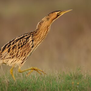 bittern (1 of 1).jpg