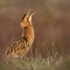 Elmley (1 of 1).jpg