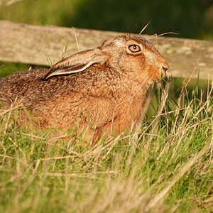 Elmley (3 of 5).jpg