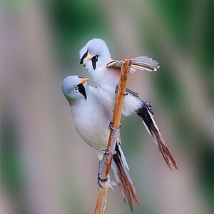 Bearded Tit