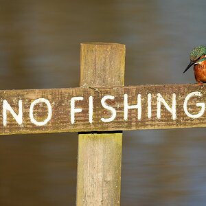 Kingfisher-DSC09981-2048.jpg