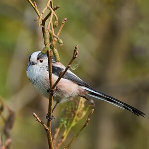 long tailed tit 2024 1.jpg