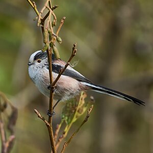 long tailed tit 2024 2.jpg