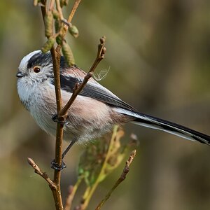 long tailed tit 2024 3.jpg