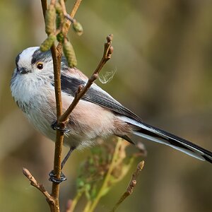 long tailed tit 2024.jpg