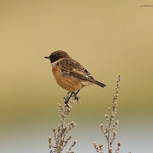 stonechat 2024 7.jpg