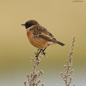 stonechat 2024 8.jpg