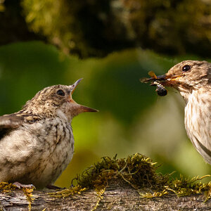 spotted flycatchers (1 of 1).jpg