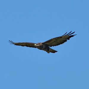 buzzard 2024 32.jpg