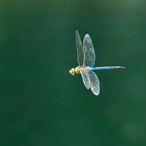 Dragonfly - Brandywine - 07132024 - 20- DN.jpg