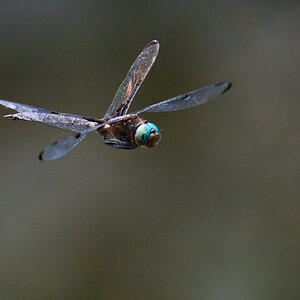 Dragonfly - Brandywine - 07132024 - 12- DN.jpg