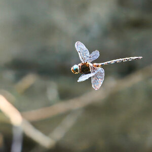 Dragonfly - Brandywine - 07132024 - 03- DN.jpg