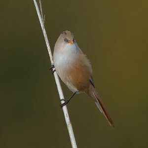 DSC04799 - Bearded Tit (Female).jpeg