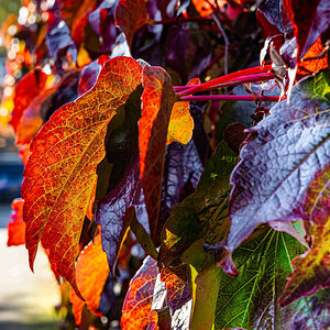 autumn leaves-1.jpg