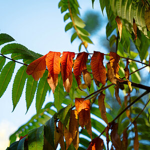 autumn leaves-8.jpg