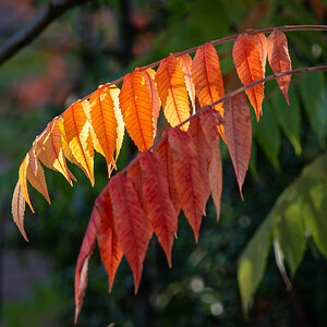 autumn leaves-13.jpg