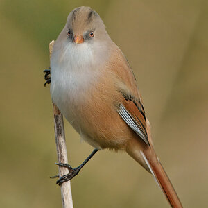 DSC05049 - Bearded Tit (Female).jpeg