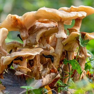 mushroom_arquebuse_3 20241019 301-Edit-2.jpg