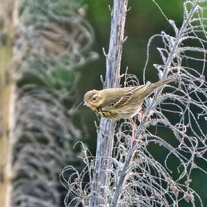 DSC01171 - Olive-backed Pipit.jpeg