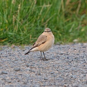 DSC02106 - Isabelllne Wheatear.jpeg