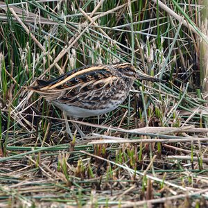 DSC02200 - Jack Snipe.jpeg